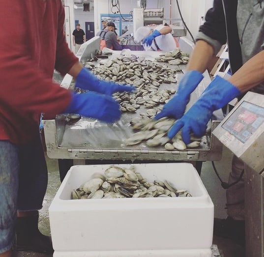 Sorters pack shellfish into bins to weight at their Boston facility