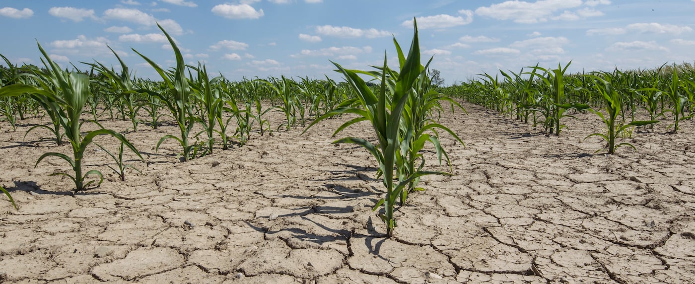 crops struggling to grow on a farm stricken by drought